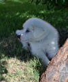 Dewey