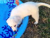 Nixie