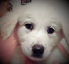Nixie