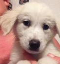 Nixie