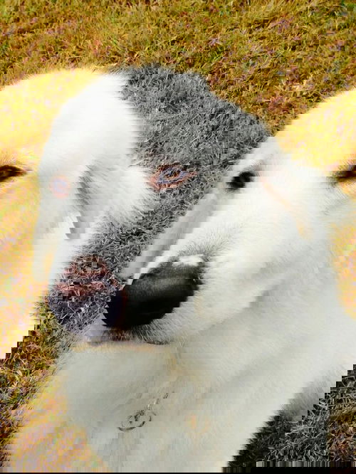 George