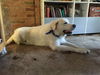 Cooper
