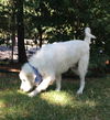 Cooper