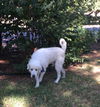 Cooper