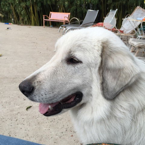 Trixie