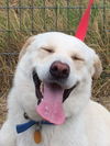 Reagan (Clifford)