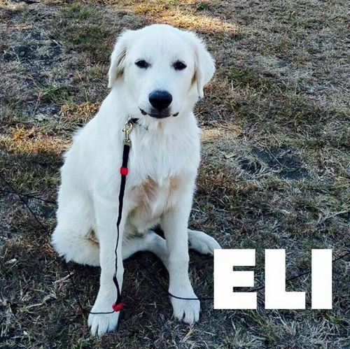 Eli