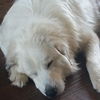Finnegan