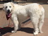 Finnegan