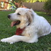 Finnegan