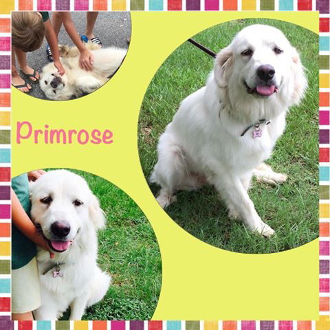 Primrose