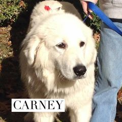 Carney