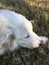 Wilson