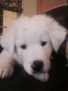 Wally