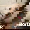 Walter
