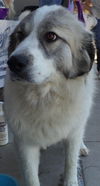Betty Jo