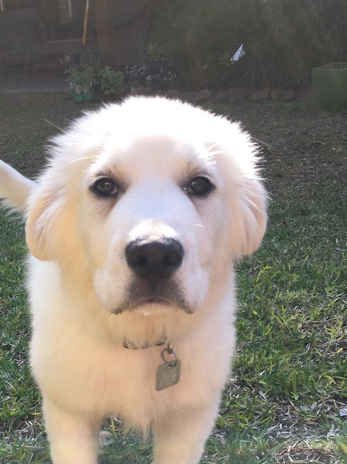 Finn