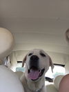 Walter