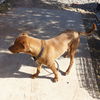 Rusty