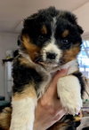 Barney (now Finnlee) (1/1)