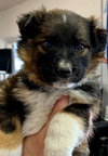 Fred (now Ollie) (1/1)