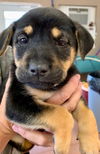 nYX (Now Santana)