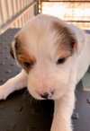 Piper (1/1)