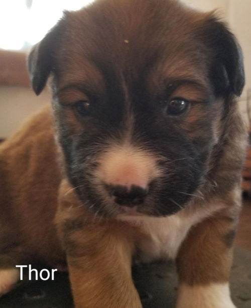 Thor (now Kasey)