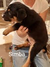 Simba (renamed Cyrus)