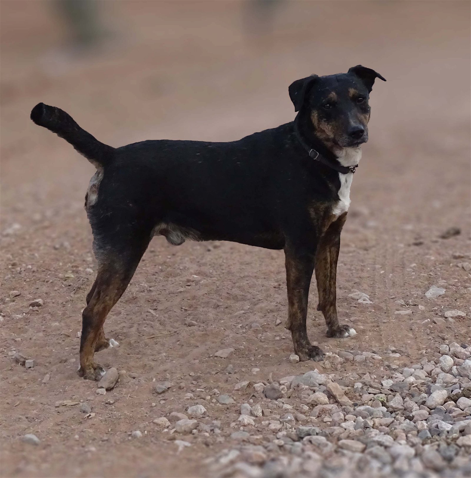 adoptable Dog in Cottonwood, AZ named Bolt