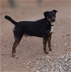 adoptable Dog in cottonwood, AZ named Bolt