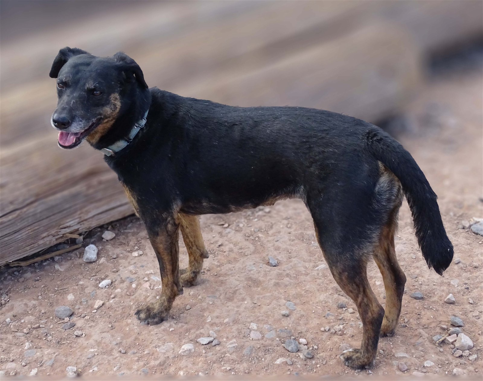 adoptable Dog in Cottonwood, AZ named Star