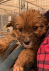 Sweet Pea (renamed Eri) (1/1)