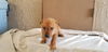 Sunny (now Lily)