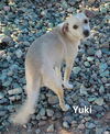 Yuki