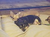 Angie (now Winnie) (1/1)