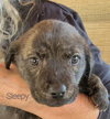 Sleepy (renamed Ember) (1/1)