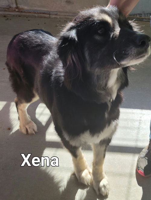 Xena