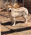 adoptable Dog in cottonwood, AZ named Ollie