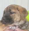 Koko