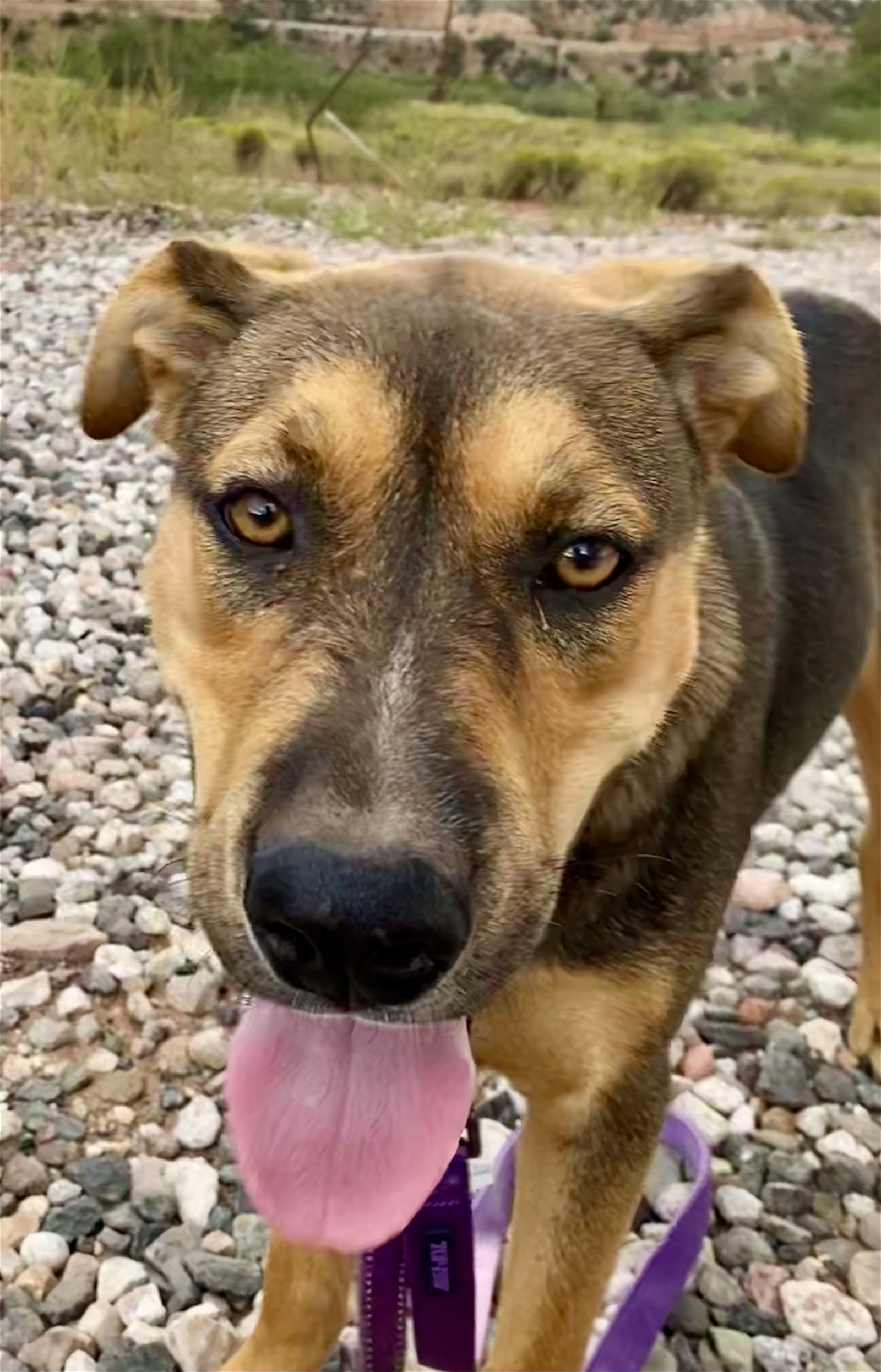 adoptable Dog in Cottonwood, AZ named Benson