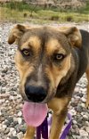 adoptable Dog in cottonwood, AZ named Benson