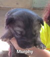 Murphy (now Buddy)