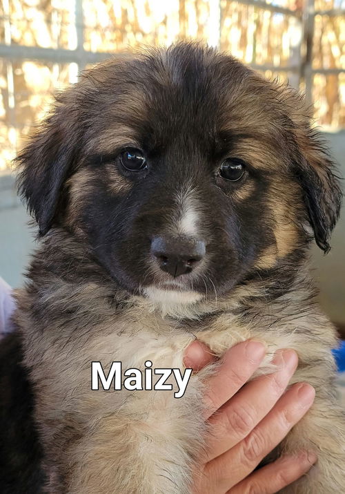 Maizy