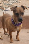 Petunia (renamed Summer) (1/1)