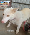 Isabelle (Bella now) (1/1)