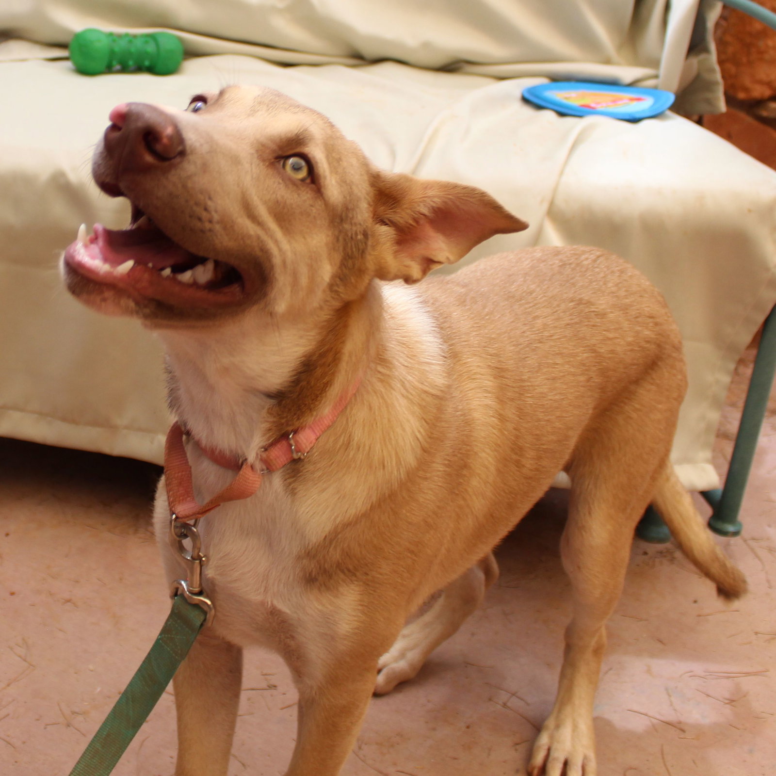 Jojo(now Oakland), photo 3
