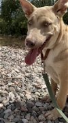 adoptable Dog in cottonwood, AZ named Jojo