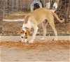 adoptable Dog in cottonwood, AZ named Jackson