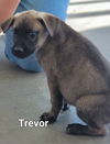 Trevor (renamed Apollo)